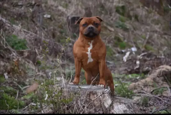 Pies z hodowli Family Buldożer