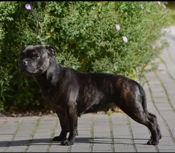 Psy z hodowli Family Buldożer