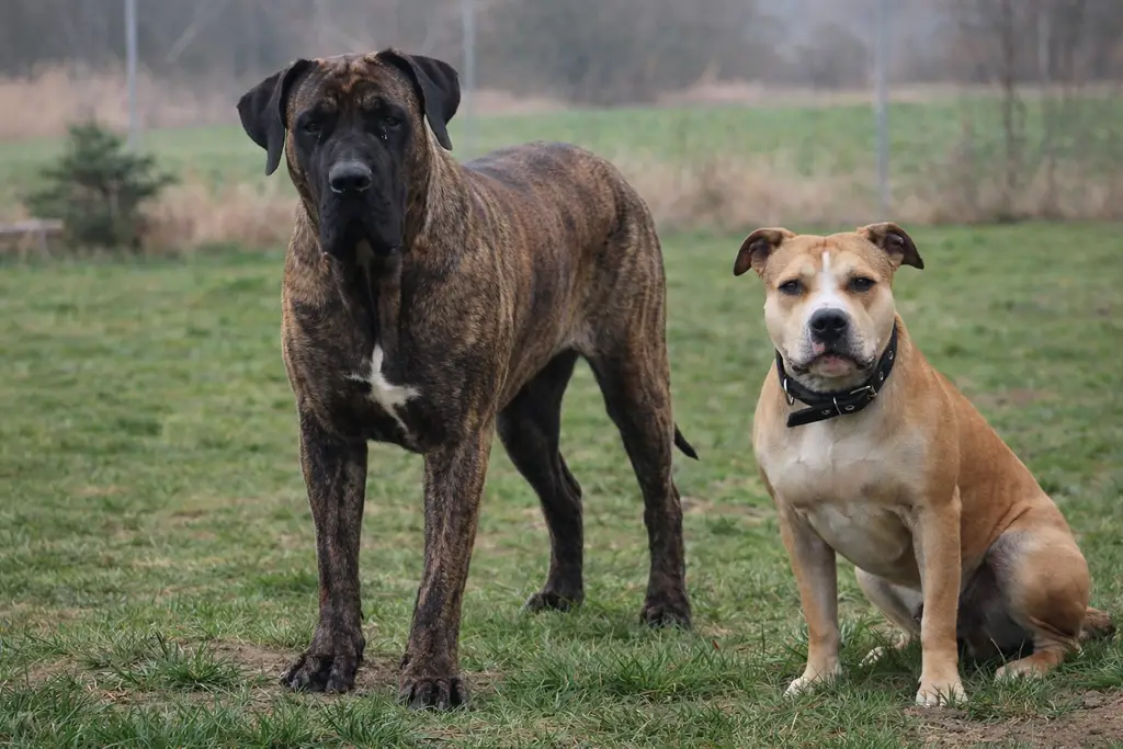 Nasze psy — od tego wszystko się zaczęło