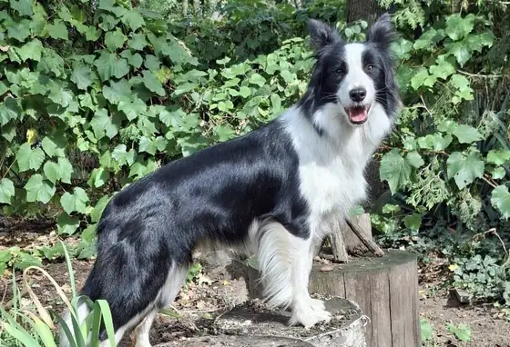 Pies z hodowli Niezłe Kwiatki