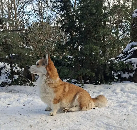 Psy z hodowli Niezłe Kwiatki