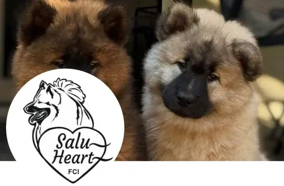 Zdjęcie hodowli Salu Heart