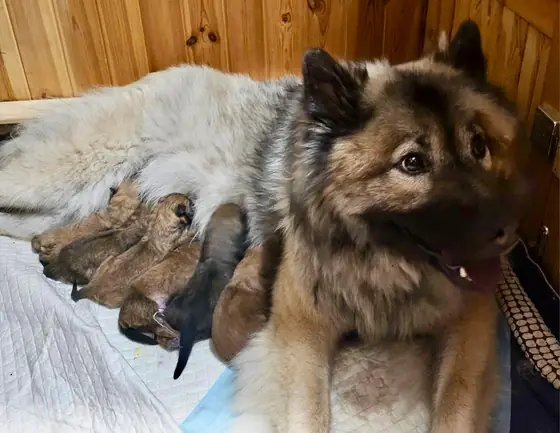 Pies z hodowli Salu Heart