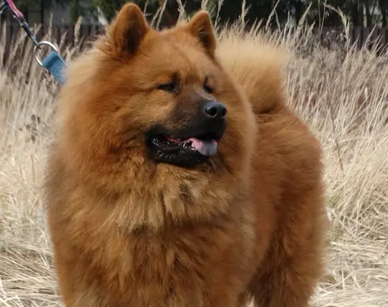 Psy z hodowli Salu Heart