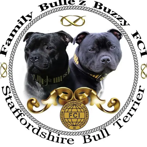Zdjęcie hodowli Familly bulle z Buzzy